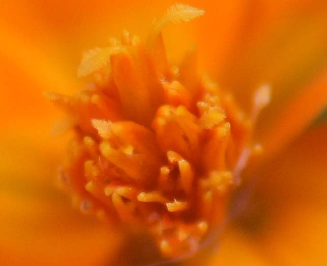 Datei:Bokina rudolfo4 1 Ausschnitt.jpg