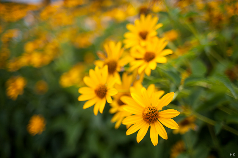 Datei:OM 40 Helge 23.jpg