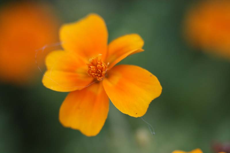 Datei:Bokina rudolfo4 1 Vollbild.jpg