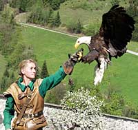 Salzburg greifvogel.jpg