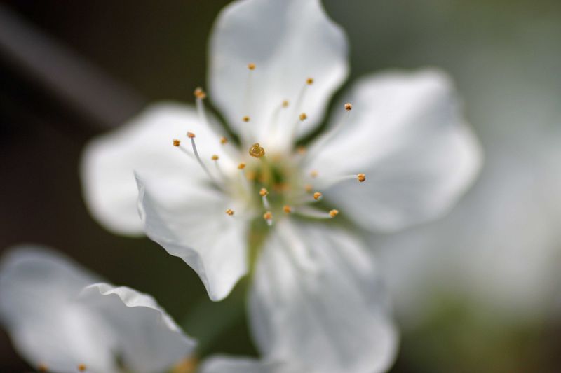 Datei:Canon EF 50 CM rudolfo4 1.jpg