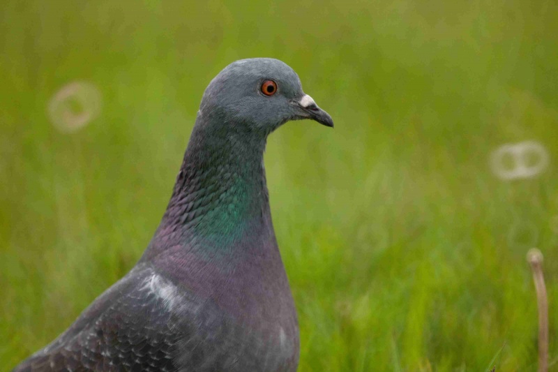 Datei:Kabraxis beispiel Mirotar 02.jpg