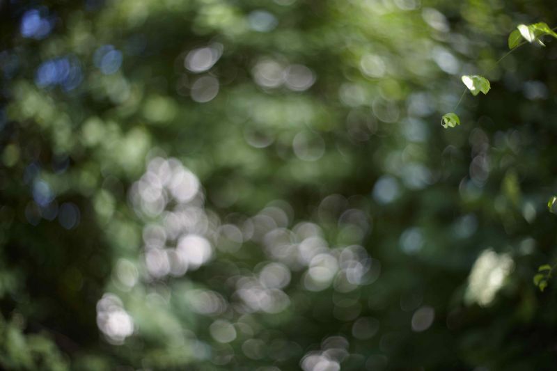 Datei:Bokeh Summilux-R 50 1.4 Schoberth.jpg