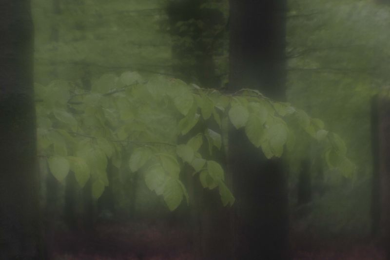 Datei:Dreamagon 20D rudolfo4 4.jpg