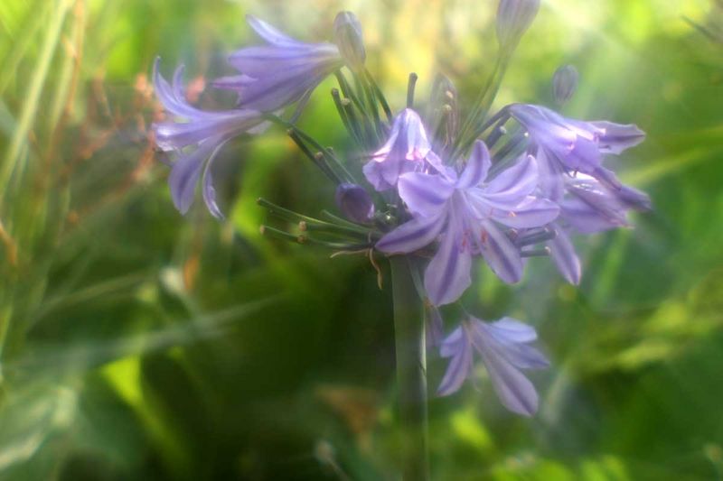 Datei:Dreamagon Blende 8 rudolfo4.jpg