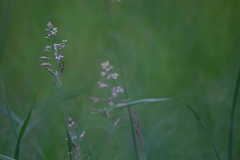 Datei:Kabraxis beispiel Mirotar 11.jpg