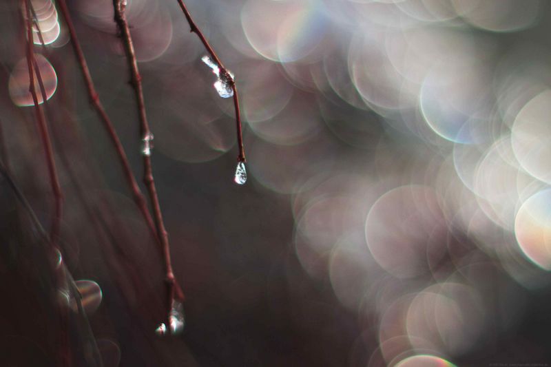 Datei:OM 50 1.4 Scheibchen Bauer.jpg