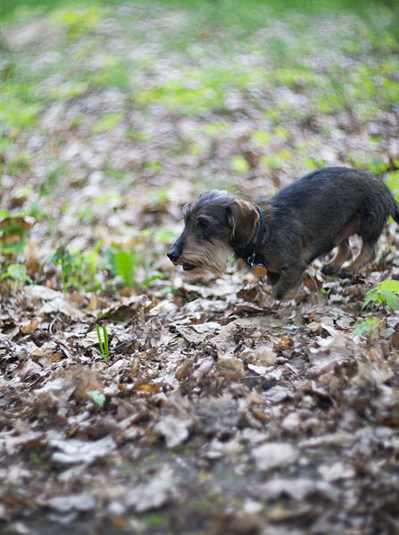 Datei:Biotar 75 Krueger 3.jpg