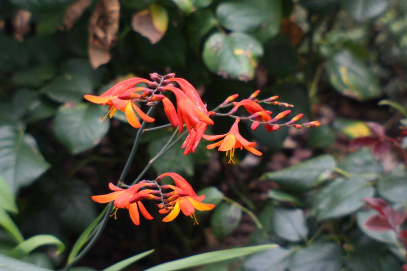 Datei:Dreamagon Blende 11 rudolfo4 1.jpg