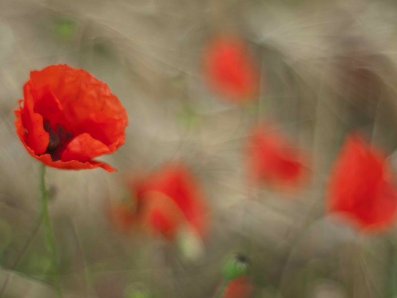 Datei:OM 50 1.4 Helge.jpg