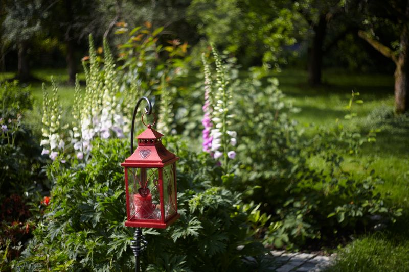 Datei:Bokeh Pancolar 2 50 Schoberth.jpg