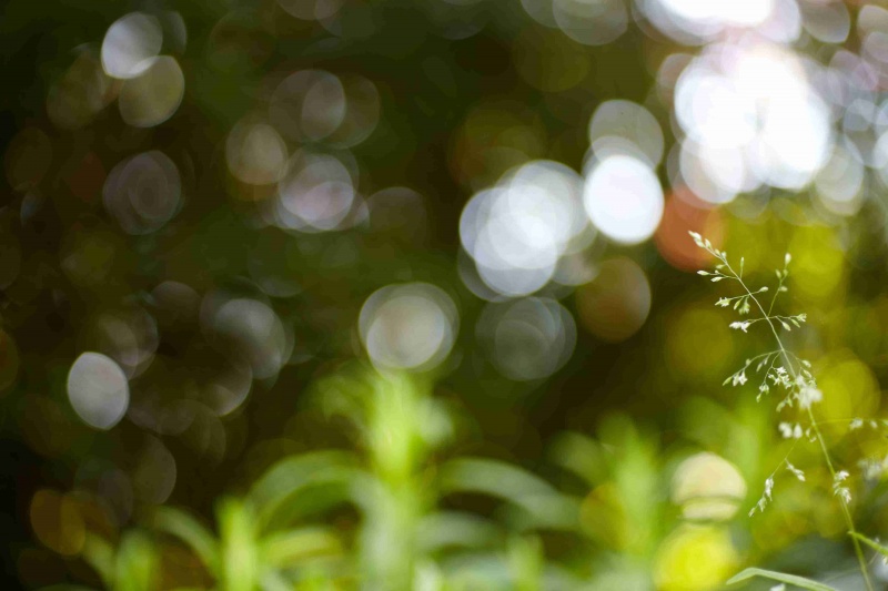 Datei:Bokeh OM-Zuiko 50 2 Schoberth.jpg