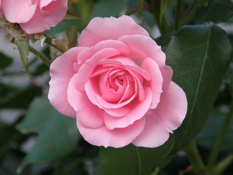 Datei:SP565 Rose.jpg