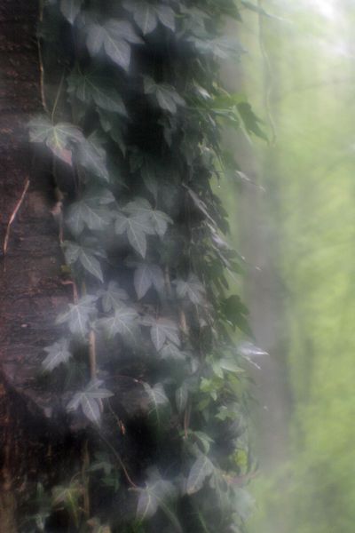 Datei:Dreamagon 20D rudolfo4 3.jpg