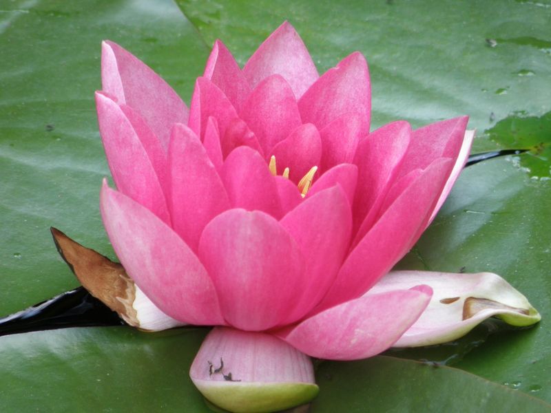 Datei:Seerose rot.jpg