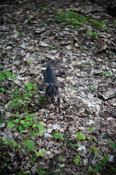 Datei:Biotar 75 Krueger 2.jpg