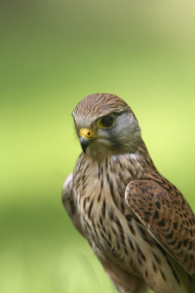 Datei:Vogelbetrachter 07.jpg