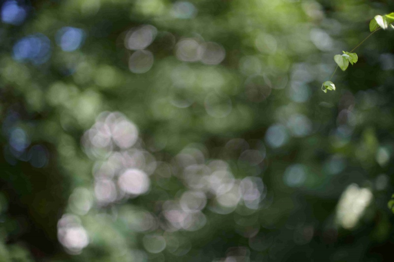 Datei:Bokeh FD 55 1.2AL Schoberth.jpg