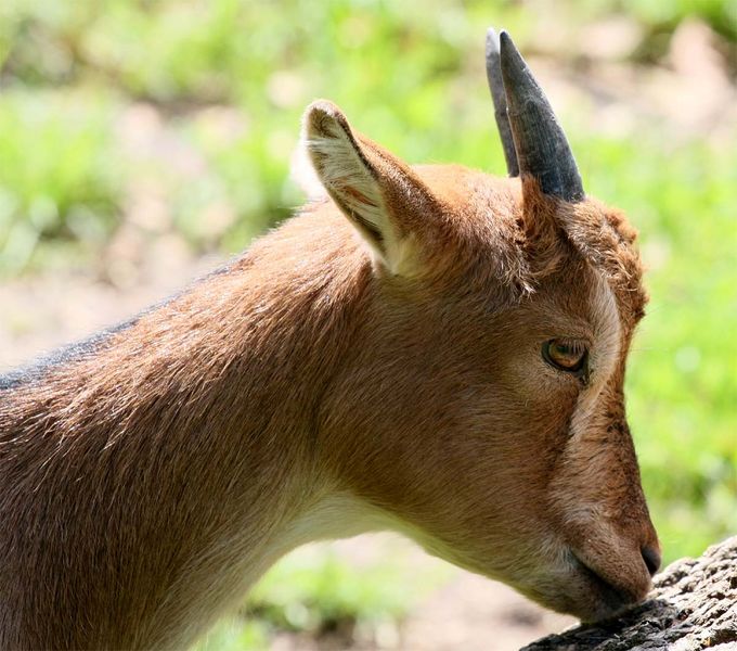 Datei:Zoo KR Kamerun-Zwergziege.jpg