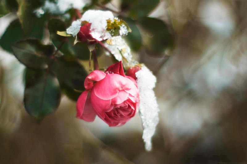 Datei:OM 50 1.4 Winter-Rose Bauer.jpg