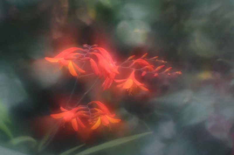 Datei:Dreamagon Blende 4 rudolfo4 1.jpg