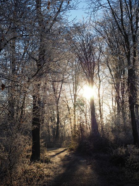 Datei:Olympus mFT 30 Gegenlicht rudolfo4.jpg