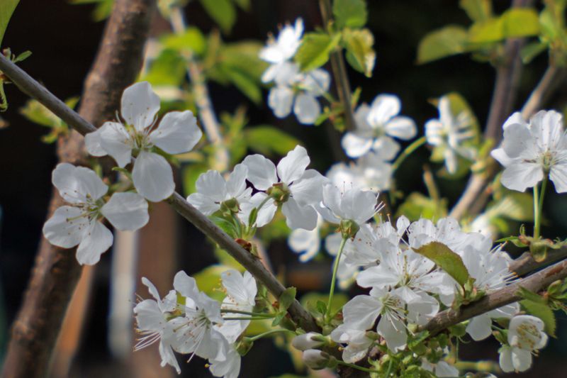 Datei:Blende 11 dreamagon rudolfo4.jpg