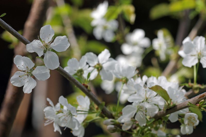 Datei:Blende 8 soligor rudolfo4.jpg