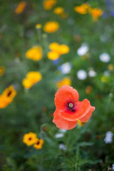 Datei:OM 40 Helge 02.jpg