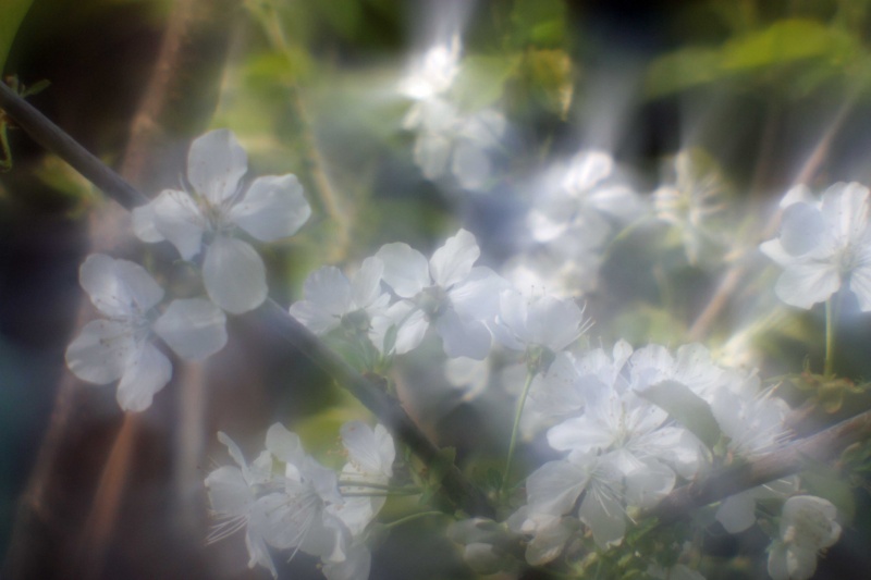 Datei:Blende 5.6 dreamagon rudolfo4.jpg