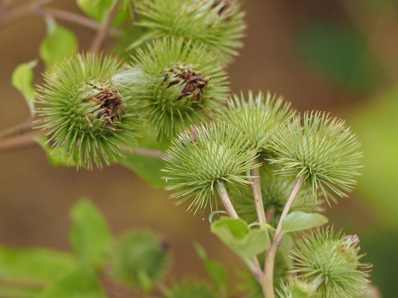Datei:M.Zuiko 45 1.8 Nah center.jpg