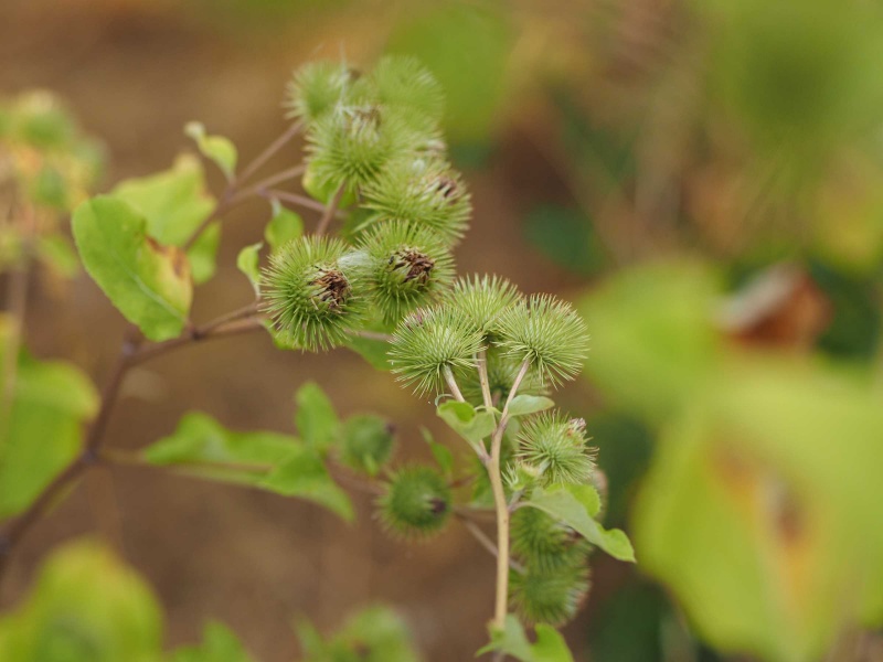 Datei:M.Zuiko 45 1.8 Nah small.jpg