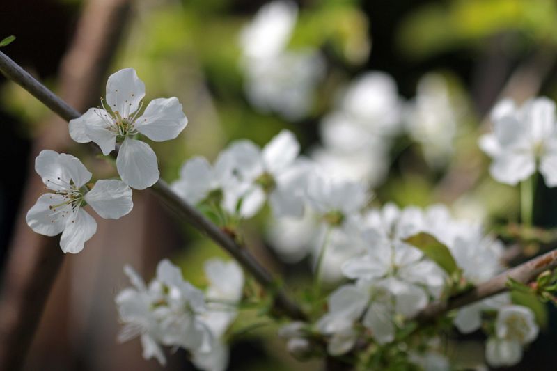 Datei:Blende 4 soligor rudolfo4.jpg